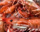 Spot Shrimp Online Sale