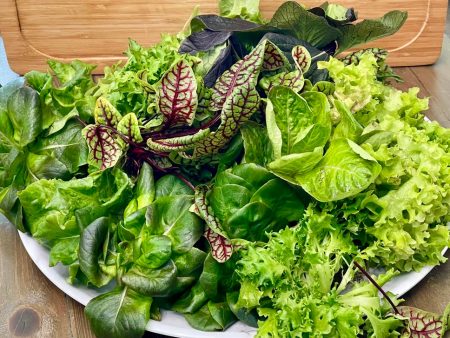 Organic Mixed Baby Lettuce Heads Hot on Sale