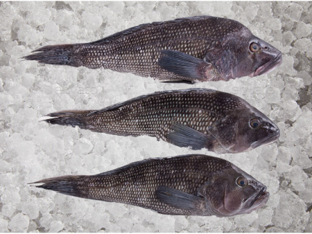 Black Sea Bass,  Whole, Wild Caught,  1 1 2-2 lb Ea. Online now