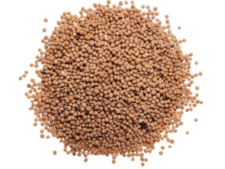 Mustard Seeds, yellow on Sale