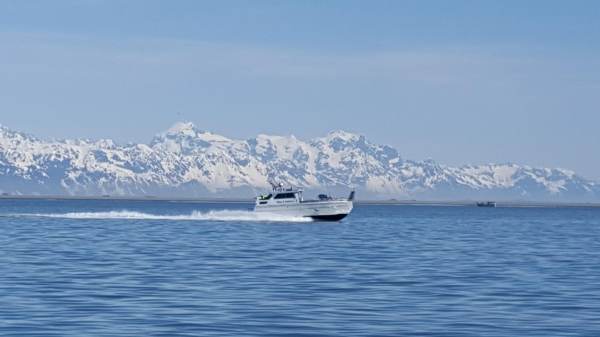 Copper River Coho Salmon Chop Online now