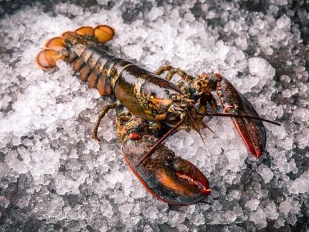 Live Maine Lobster - Approximately 2 Pounds Online Hot Sale