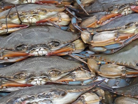 Maryland Soft Shell Crabs, Jumbo, Fresh, Cleaned,6pc Hot on Sale