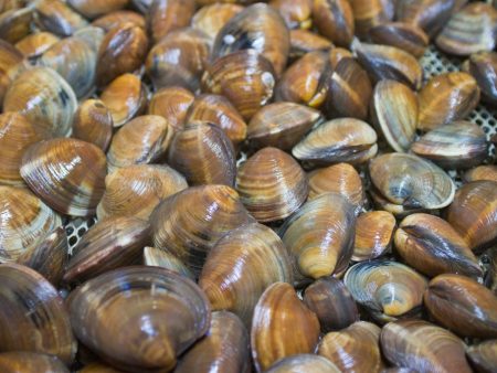 Cedar Key, Florida Little Neck Clams - 100 Count Online Hot Sale