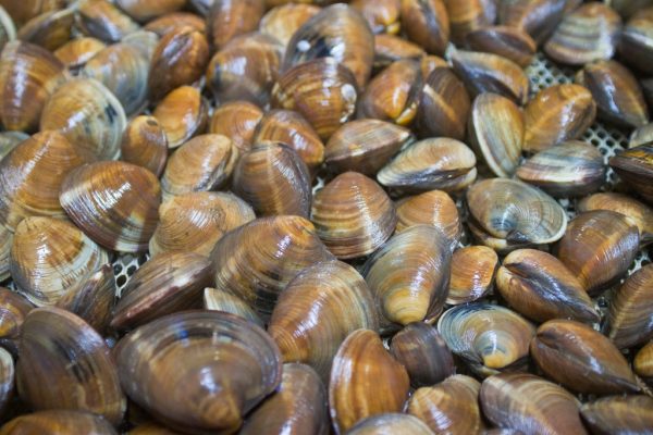 Cedar Key, Florida Little Neck Clams - 100 Count Online Hot Sale