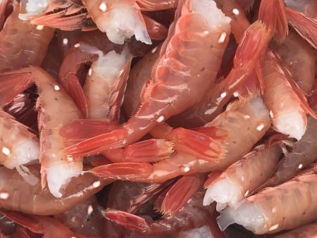 Spot Shrimp Online Sale