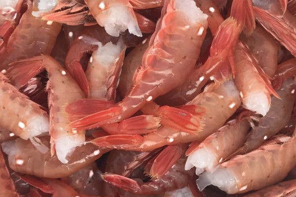 Spot Shrimp Online Sale