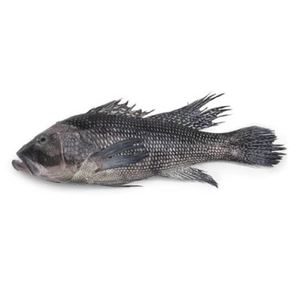 Black Sea Bass,  Whole, Wild Caught,  1 1 2-2 lb Ea. Online now