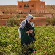 Moroccan Rose Sugar Supply