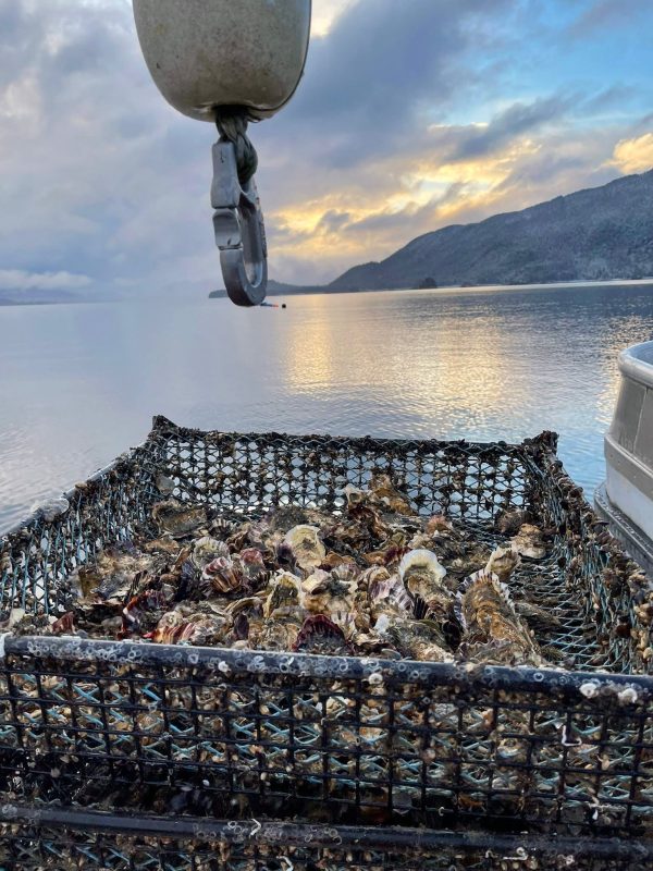 Fresh Oysters Fashion