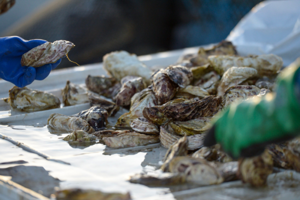 Fresh Oysters Fashion