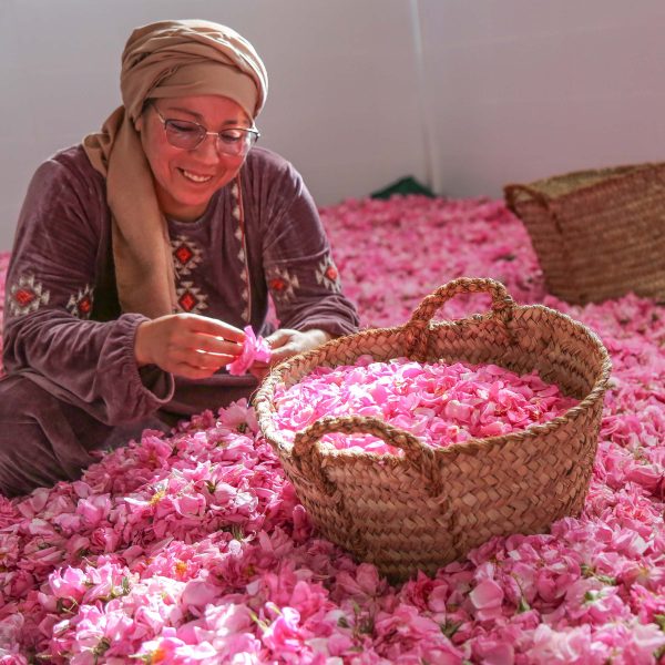 Moroccan Rose Sugar Supply